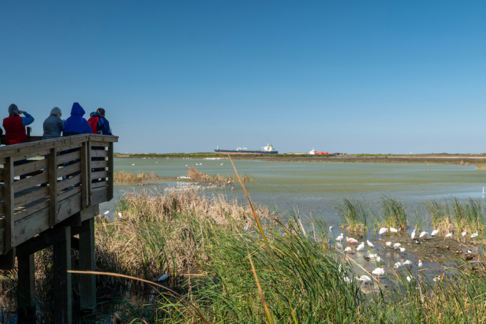 Birds in the water at Port Aransas Nature Preserve